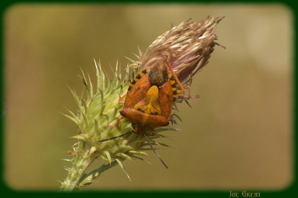 Carpocoris