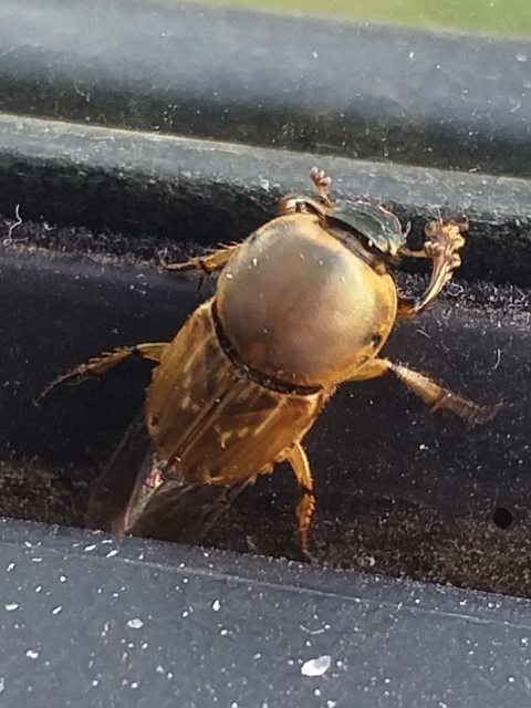 Euoniticellus fulvus - halványfoltos trágyatúró