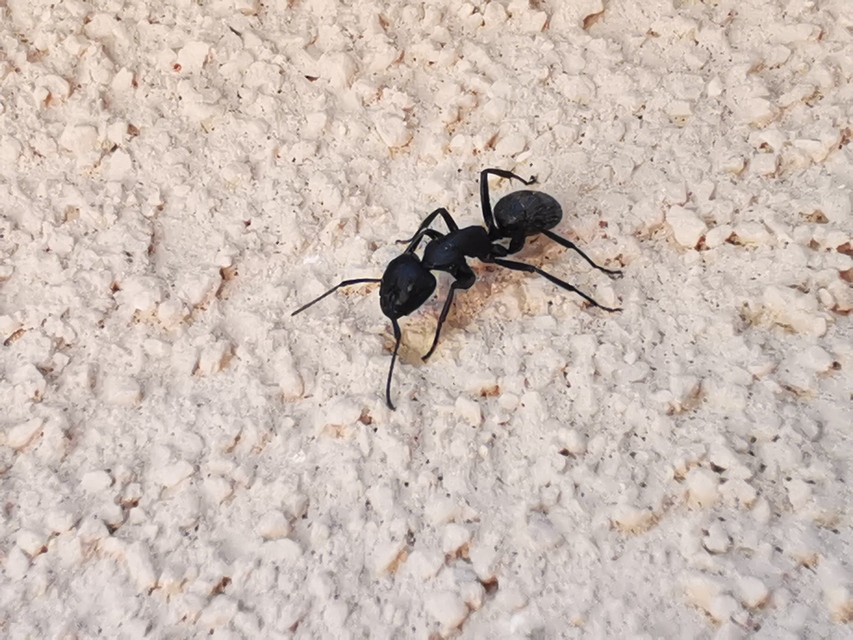 Camponotus vagus - fekete lóhangya