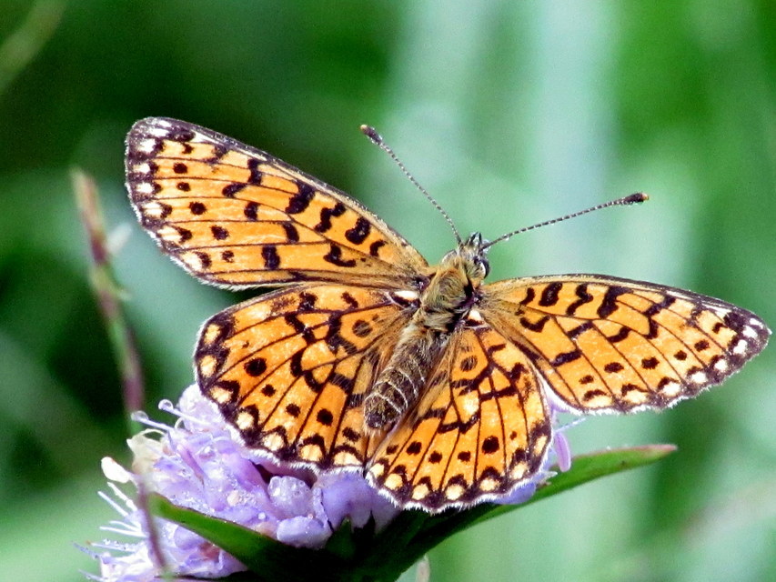 Boloria selene - fakó gyöngyházlepke