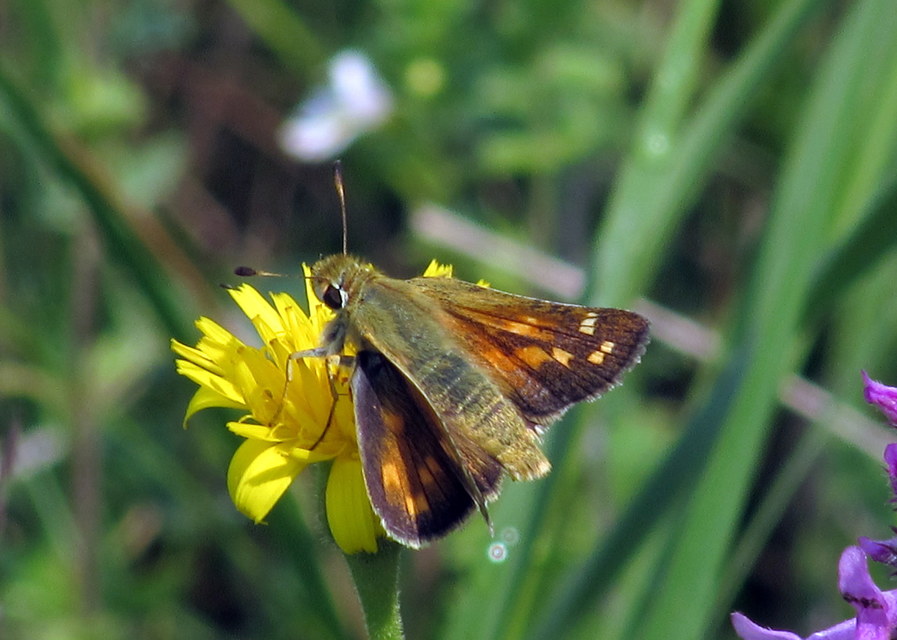 Hesperia comma - vesszős busalepke