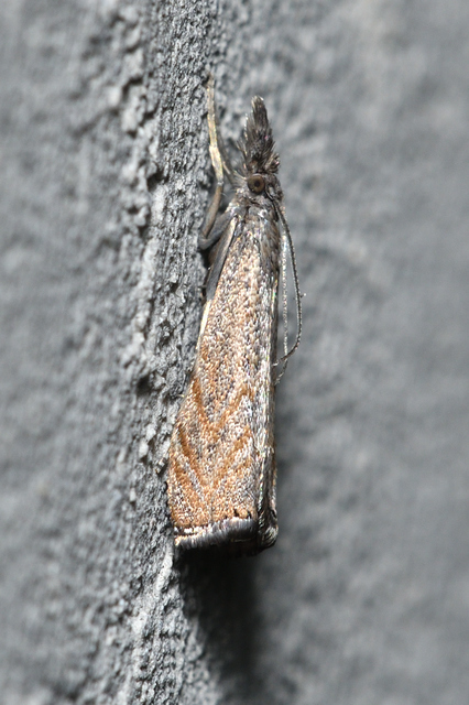 Platytes cerussella - törpe fűgyökérmoly