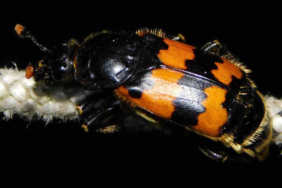 Nicrophorus vespillo - közönséges temetőbogár