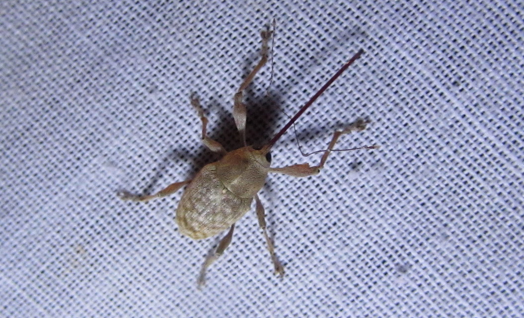 Curculio elephas - gesztenyezsuzsóka