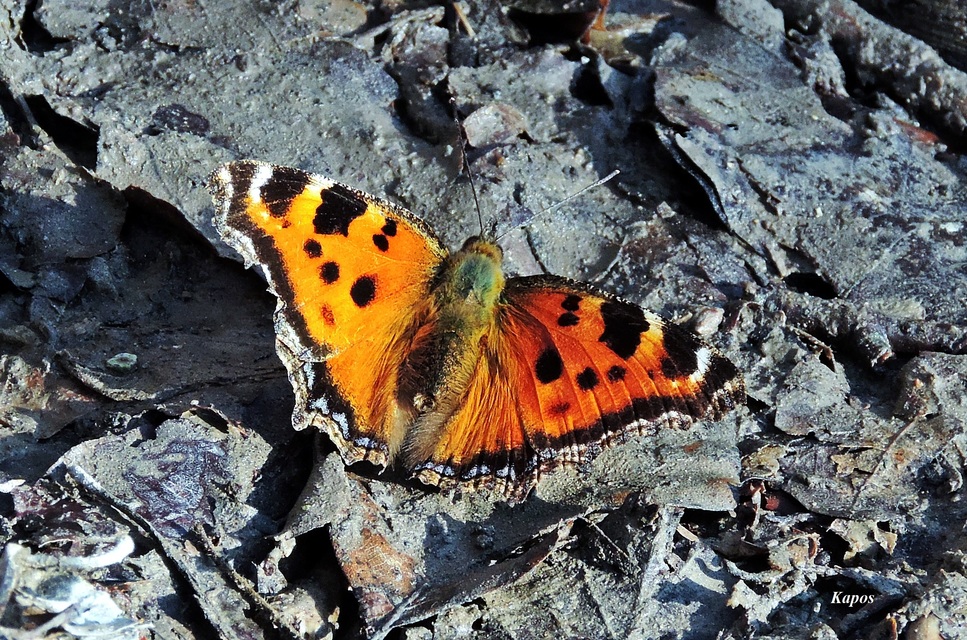 Nymphalis xanthomelas - vörös rókalepke