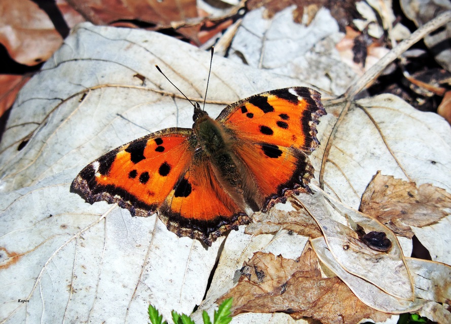 Nymphalis xanthomelas - vörös rókalepke