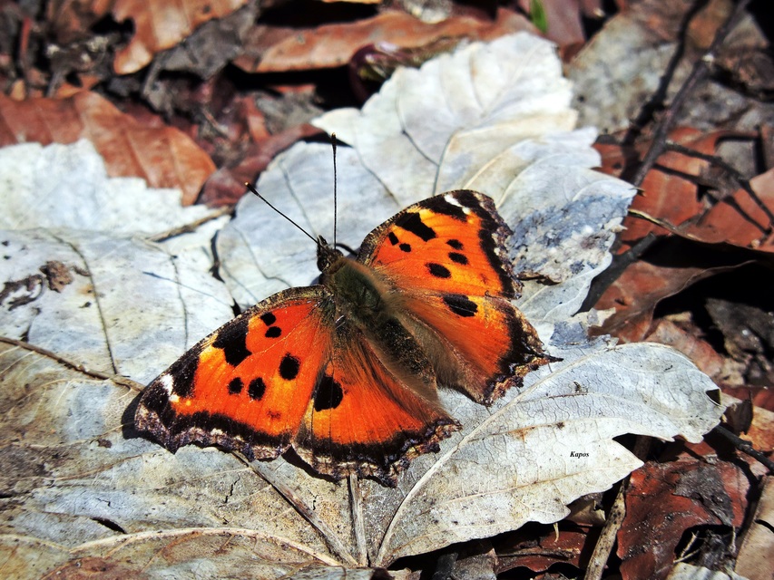 Nymphalis xanthomelas - vörös rókalepke