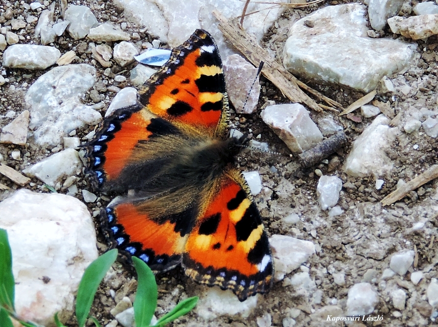 Nymphalis urticae - kis rókalepke