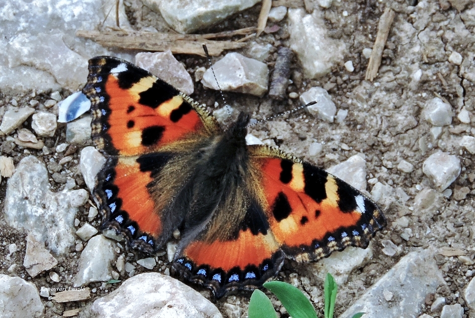 Nymphalis urticae - kis rókalepke