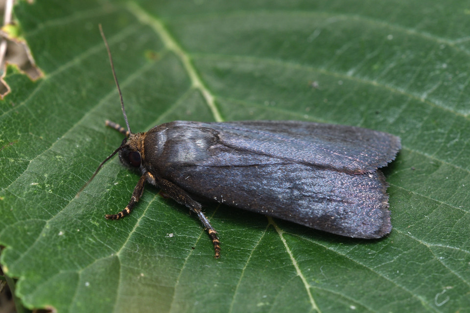 Amphipyra livida - zsírfényű bagoly