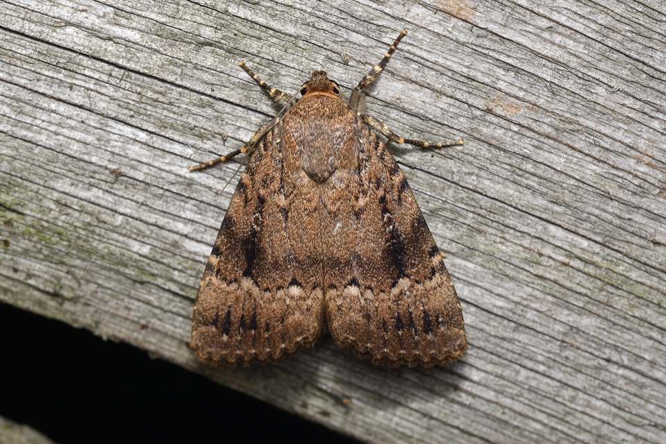 Amphipyra pyramidea - fahéjszínű bagoly