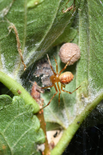 Theridion