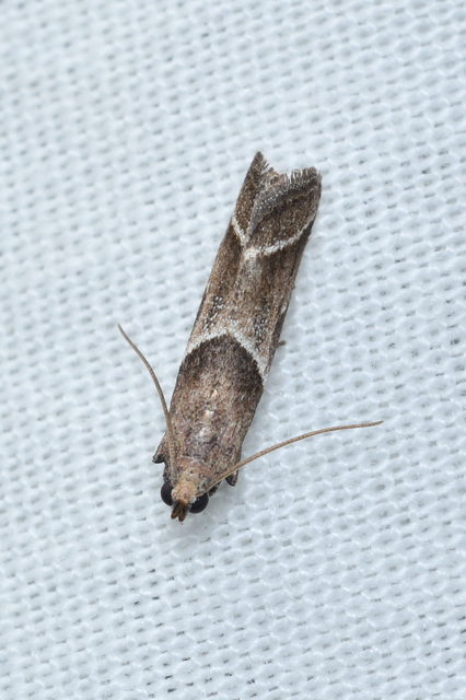 Nyctegretis lineana - agátszínű karcsúmoly