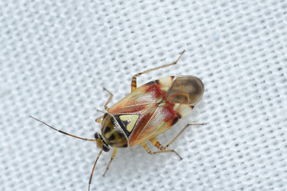 Lygus pratensis - változó mezeipoloska