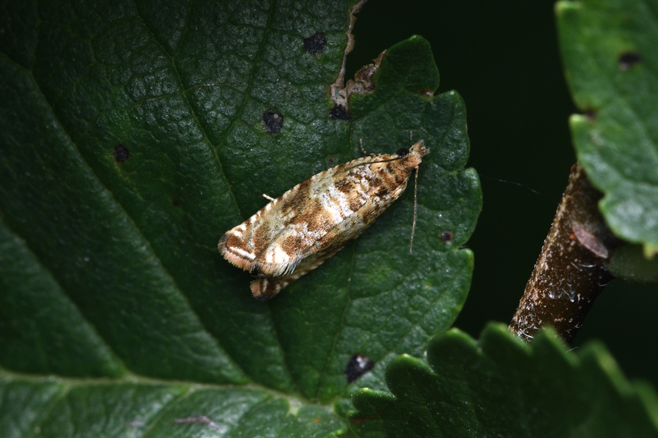 Celypha rivulana - dudvasodró tükrösmoly