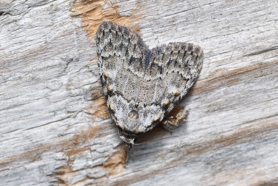 Meganola strigula - hamvas pamacsosszövő