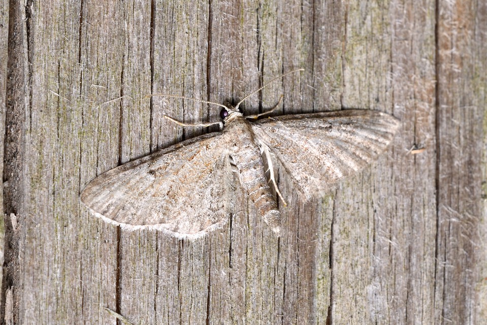 Eupithecia millefoliata - cickafark-törpearaszoló
