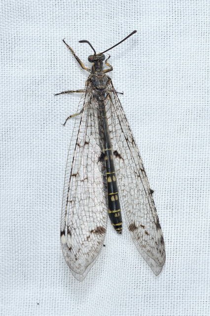 Distoleon tetragrammicus - négyfoltos hangyaleső
