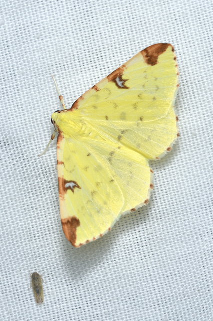 Opisthograptis luteolata - citromsárga araszoló