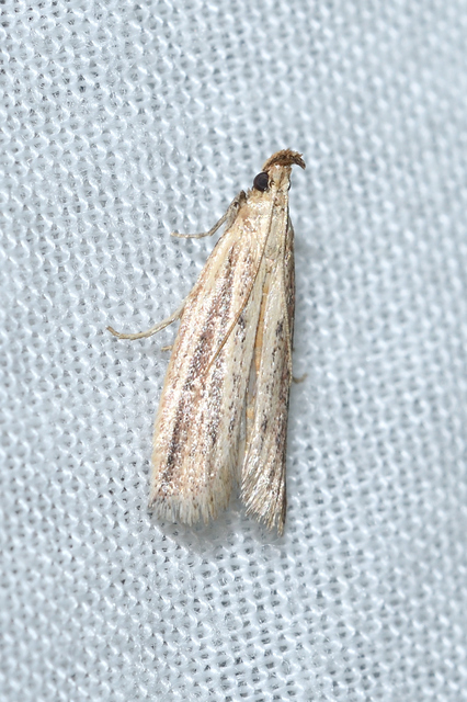 Hypsotropa unipunctella - sztyeppréti karcsúmoly