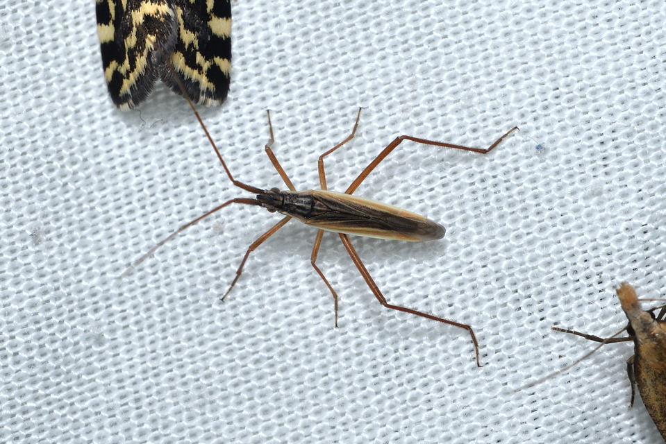 Notostira