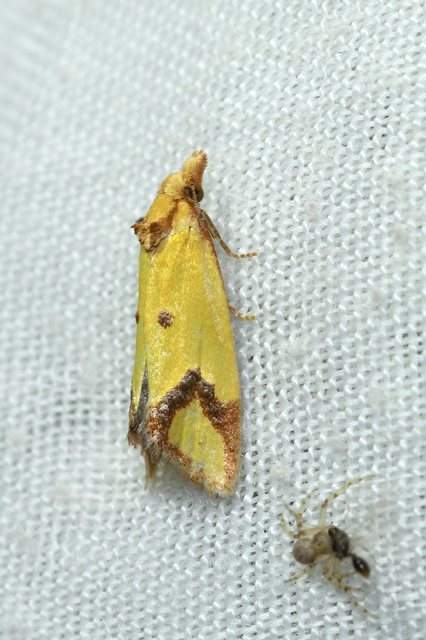 Agapeta zoegana - barnacsíkos sárgamoly