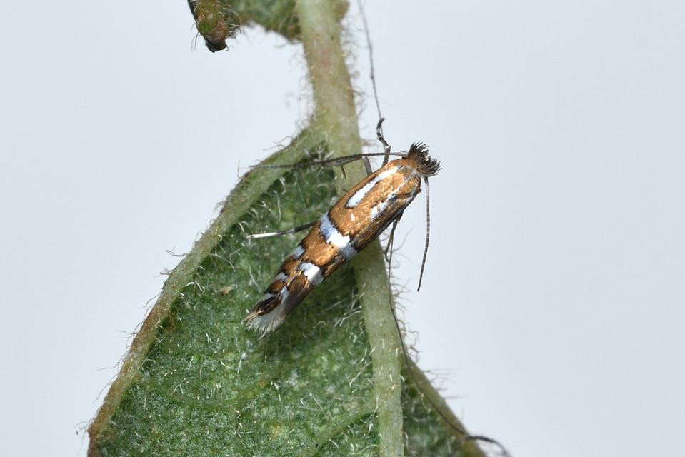 Phyllonorycter