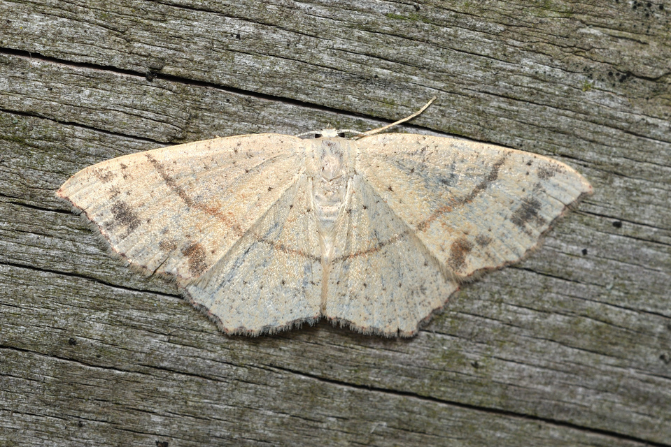 Cyclophora punctaria - sávos pettyesaraszoló