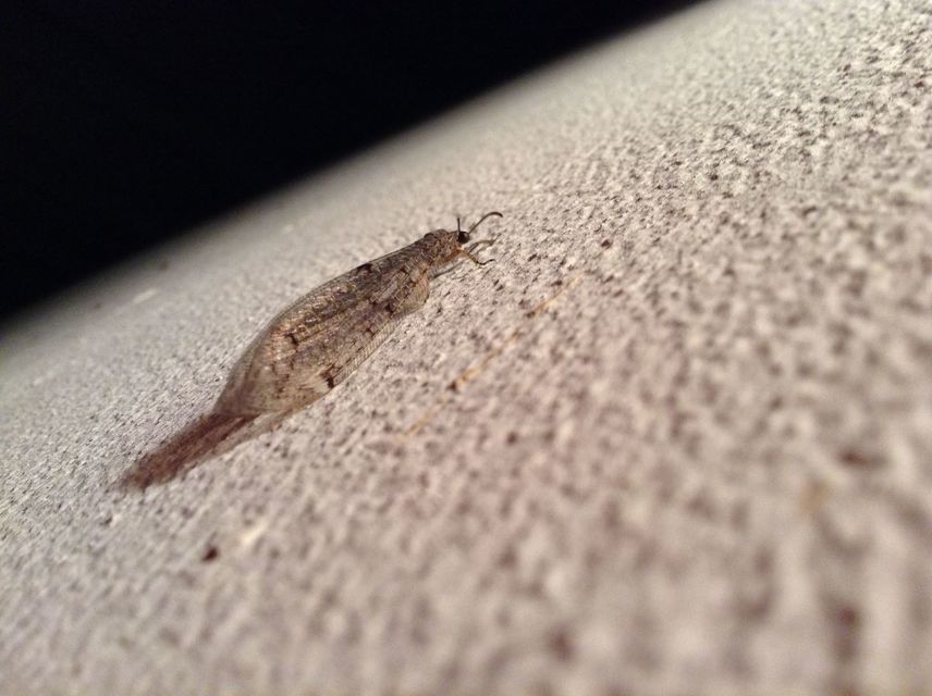 Distoleon tetragrammicus - négyfoltos hangyaleső