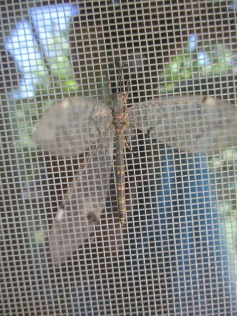 Distoleon tetragrammicus - négyfoltos hangyaleső