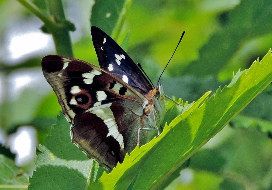 Apatura iris - nagy színjátszólepke