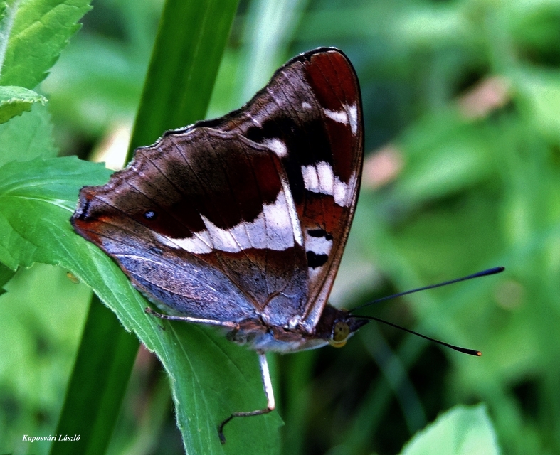 Apatura iris - nagy színjátszólepke