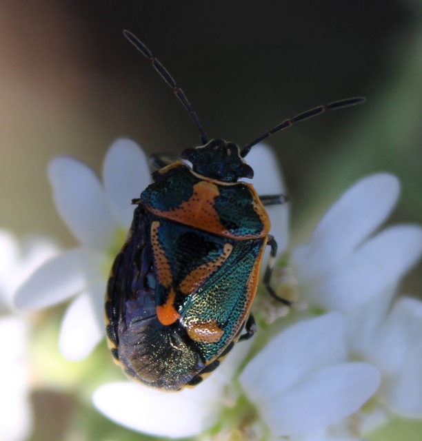 Eurydema oleracea - paréjpoloska Eurydema oleracea - paréjpoloska