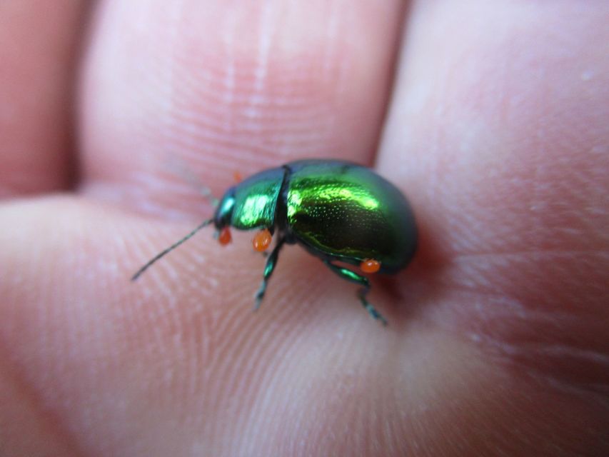 Chrysolina herbacea - zöld mentalevelész