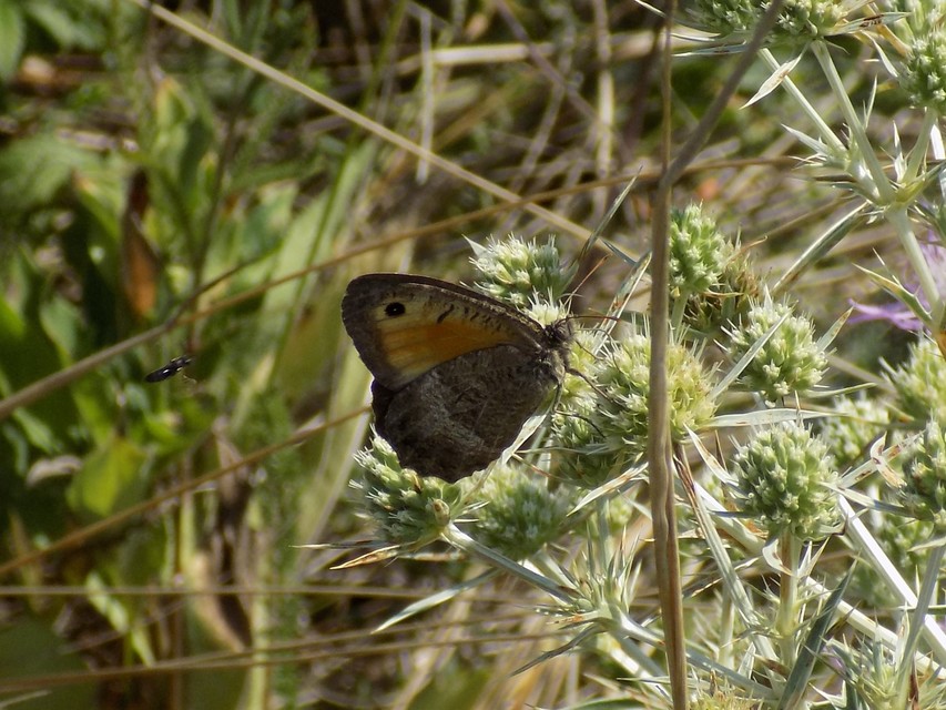 Arethusana arethusa - közönséges szemeslepke