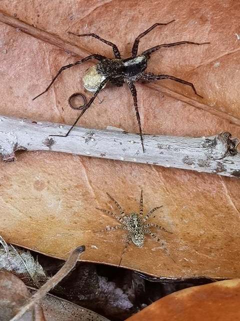 Pardosa alacris/lugubris