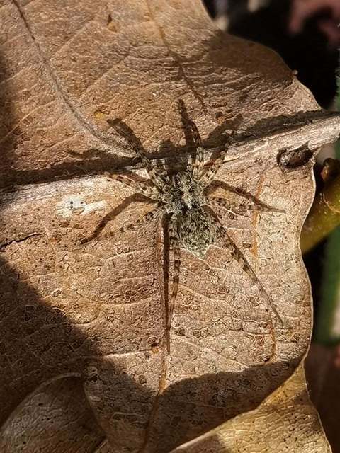 Pardosa hortensis