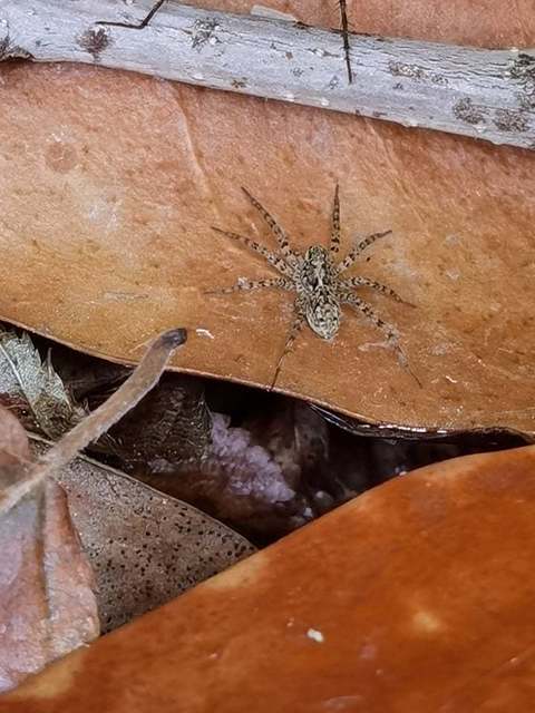 Pardosa hortensis