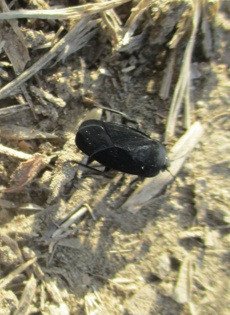 Aellopus atratus - cigánybodobács
