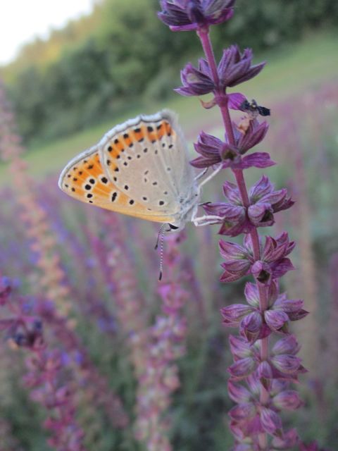 Lycaena thersamon - kis tűzlepke