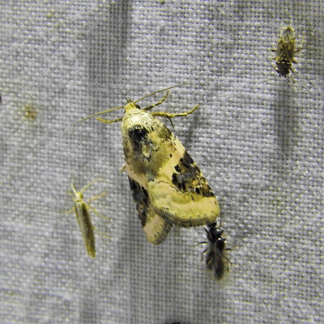Pseudeustrotia candidula - fehéres apróbagoly