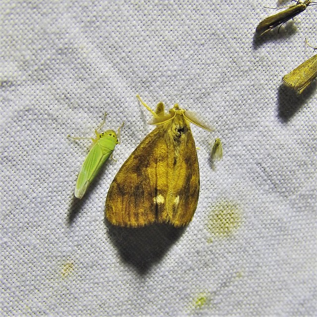Orgyia antiqua - rozsdabarna kisszövő