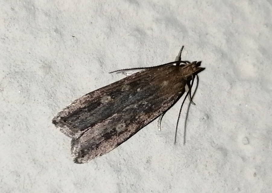 Helcystogramma triannulella - szuláksodró lápimoly