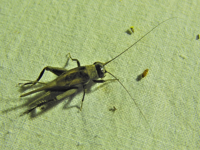 Eumodicogryllus bordigalensis - bordói tücsök