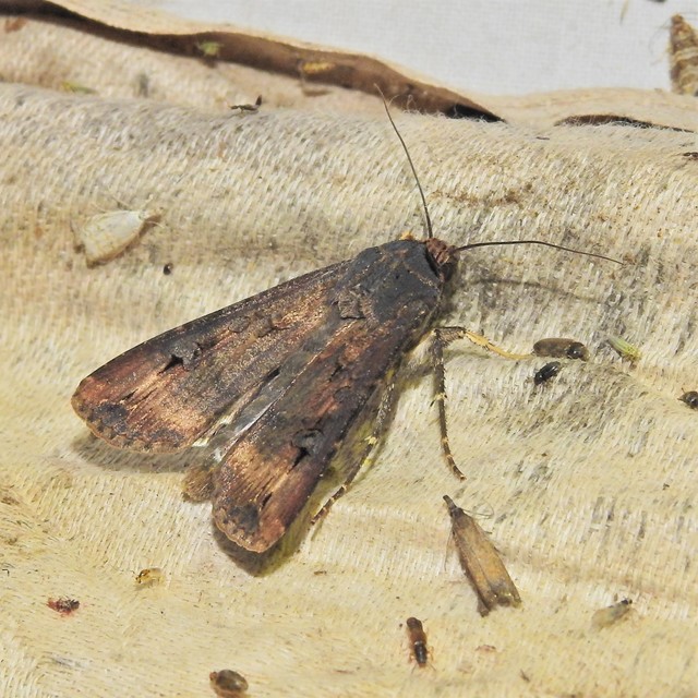 Agrotis ipsilon - nagy földibagoly