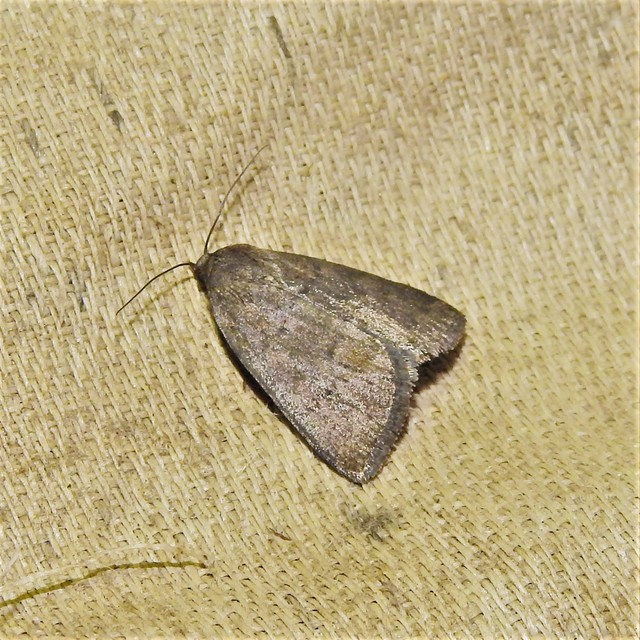 Acosmetia caliginosa - imolabagoly
