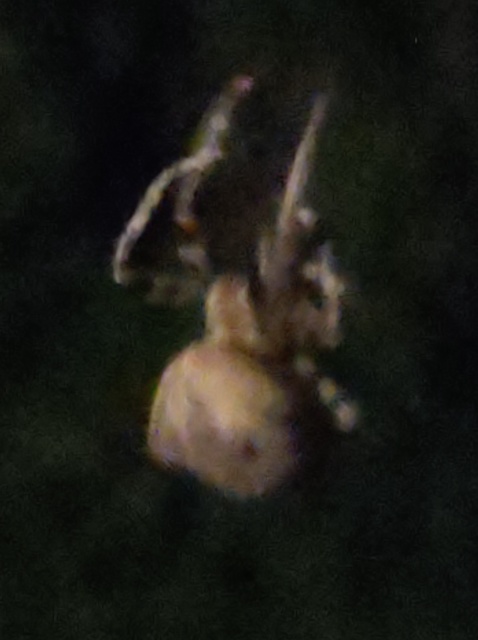 Araneus circe/angulatus