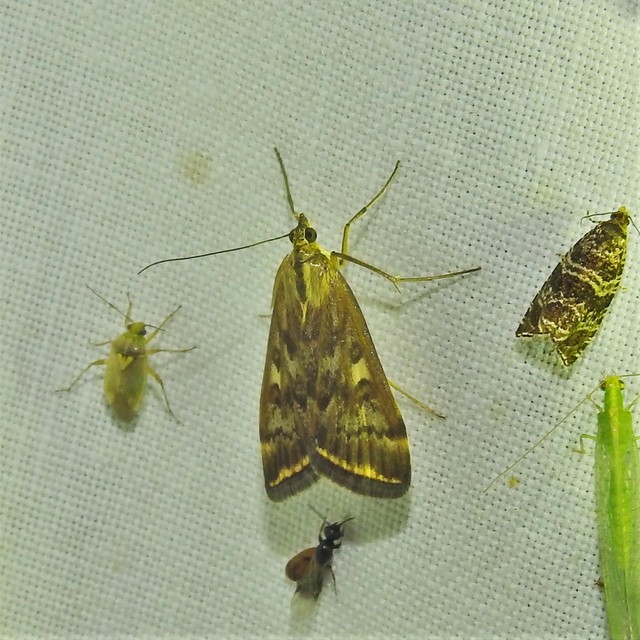 Loxostege sticticalis - muszkamoly