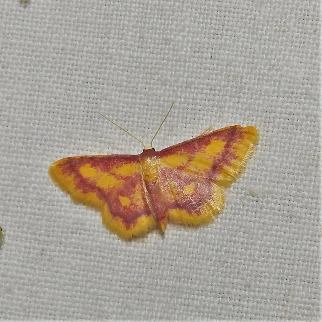 Idaea muricata - mocsári pirosaraszoló