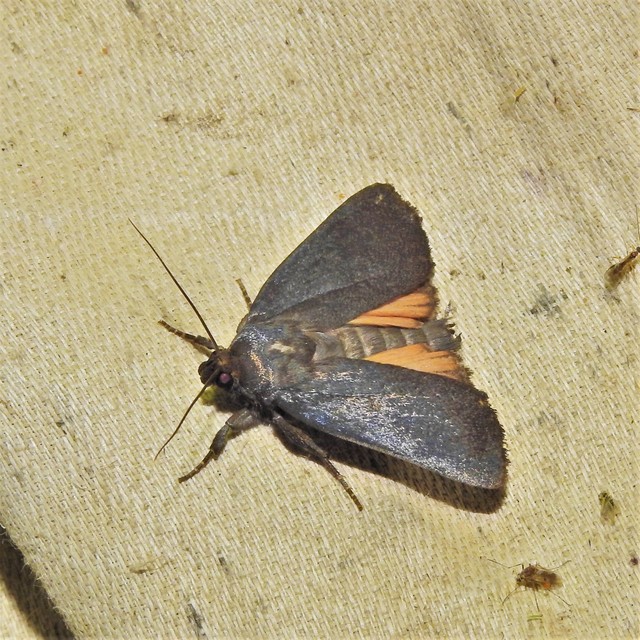 Amphipyra livida - zsírfényű bagoly